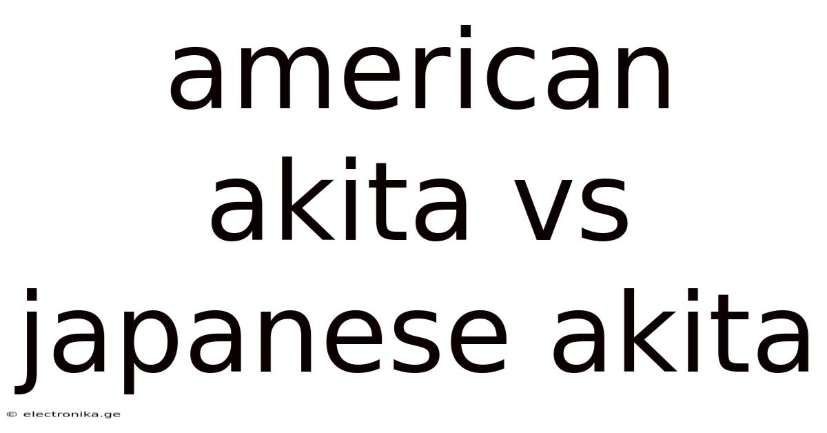 American Akita Vs Japanese Akita
