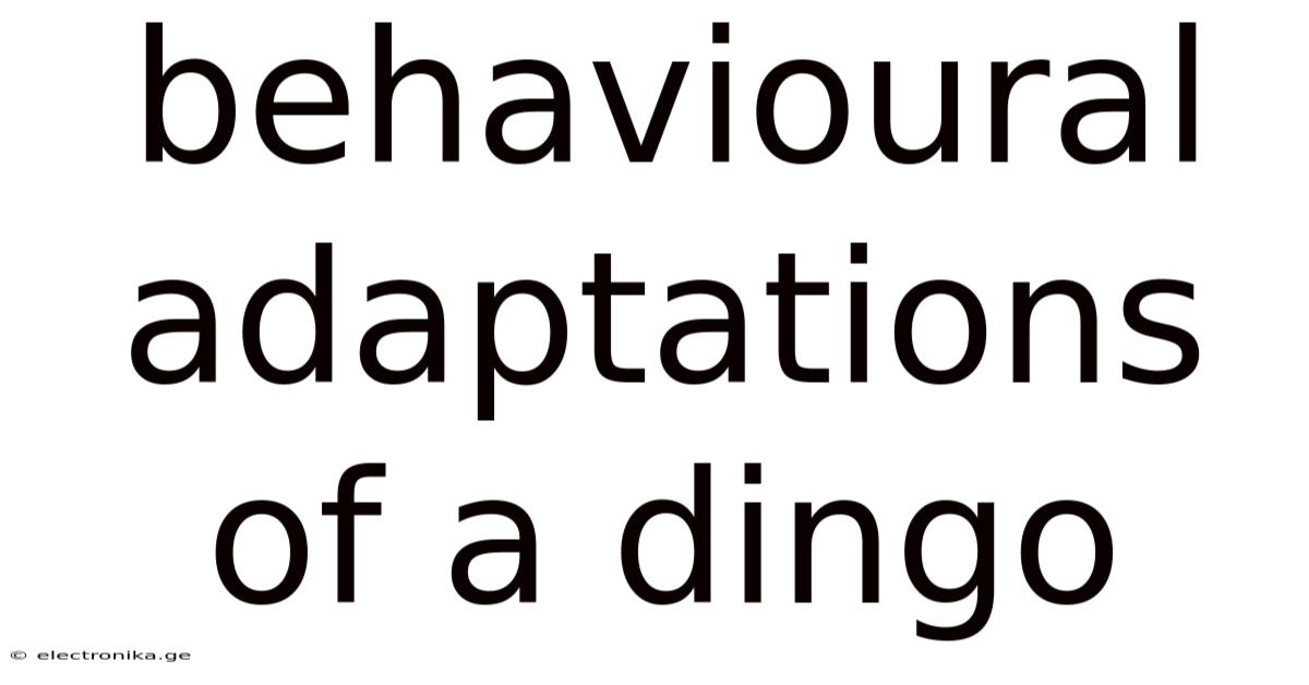 Behavioural Adaptations Of A Dingo