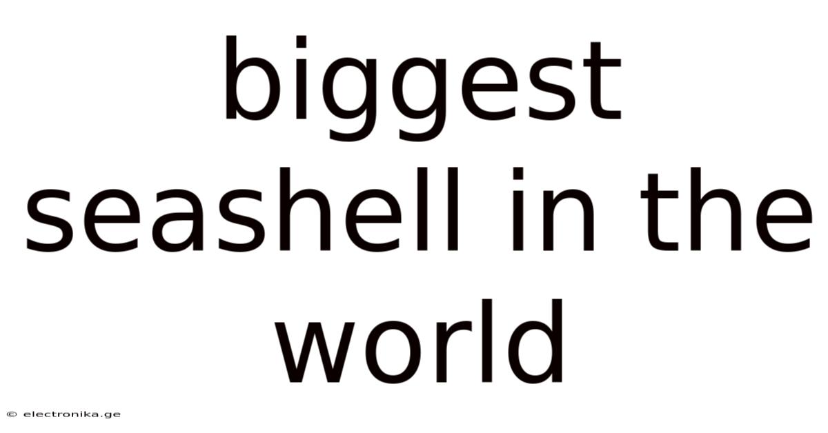 Biggest Seashell In The World