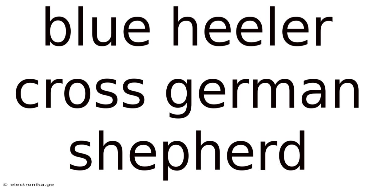 Blue Heeler Cross German Shepherd