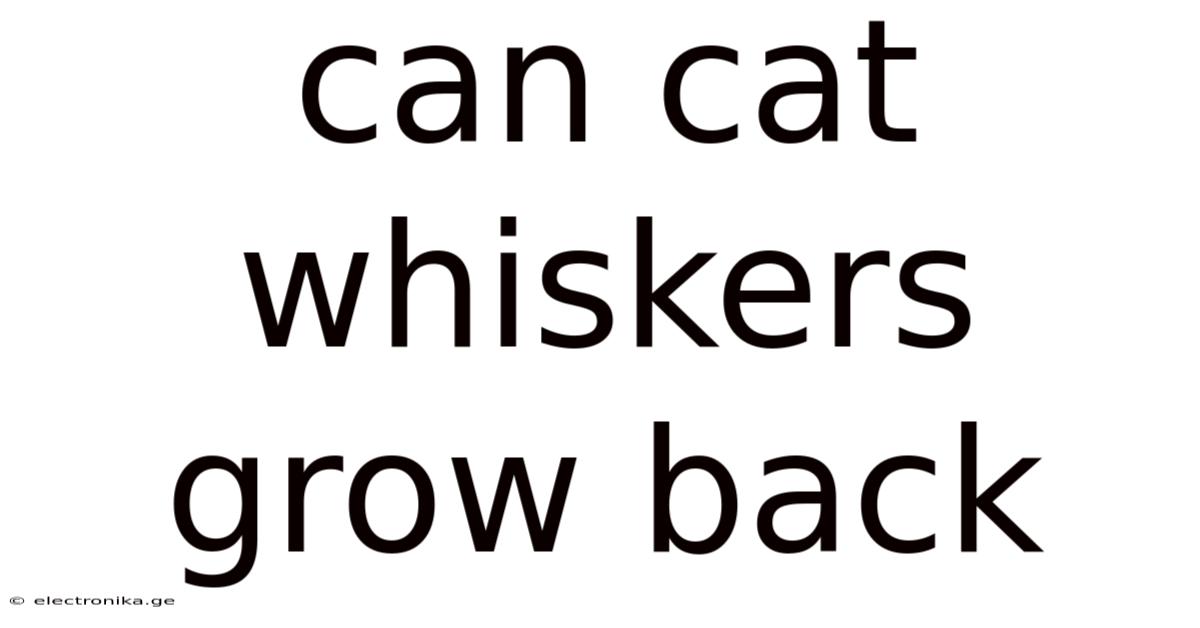 Can Cat Whiskers Grow Back