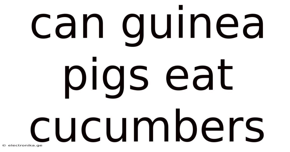 Can Guinea Pigs Eat Cucumbers