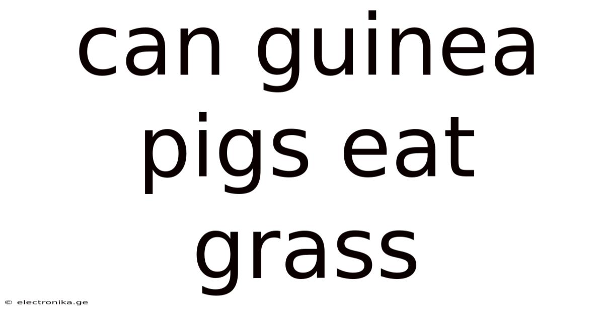 Can Guinea Pigs Eat Grass