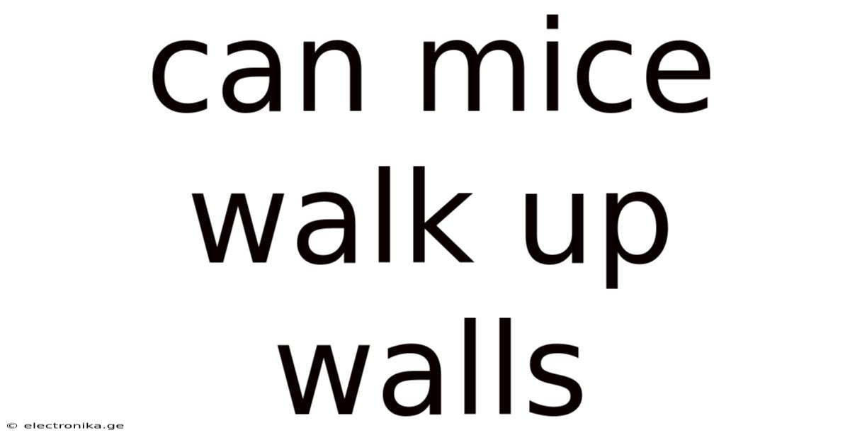 Can Mice Walk Up Walls