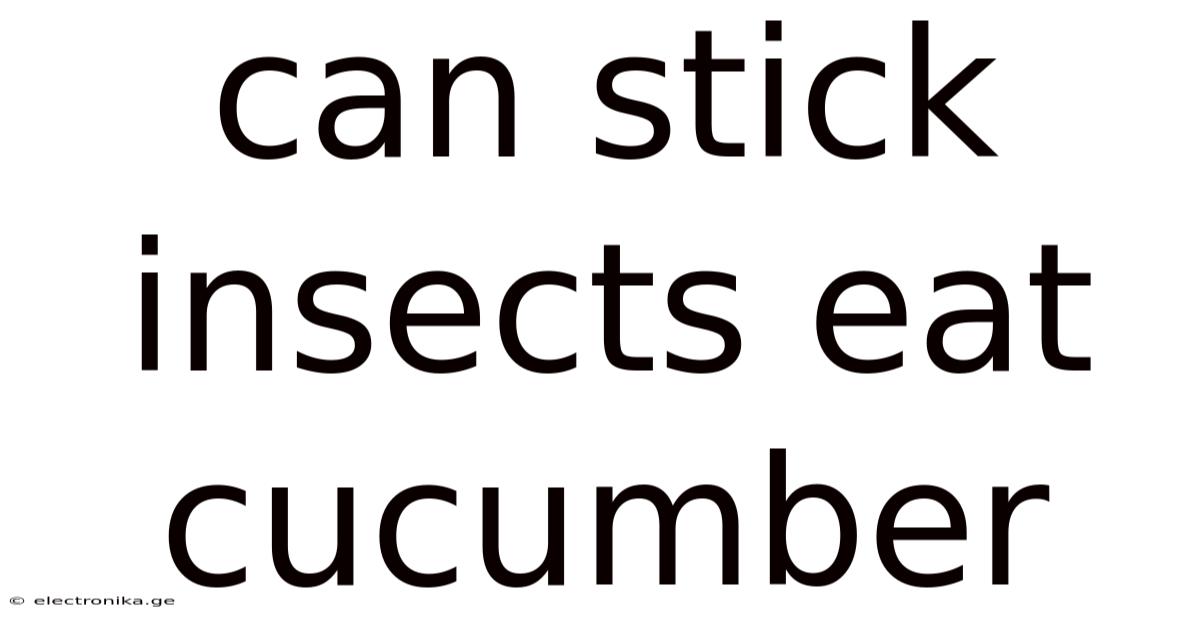 Can Stick Insects Eat Cucumber