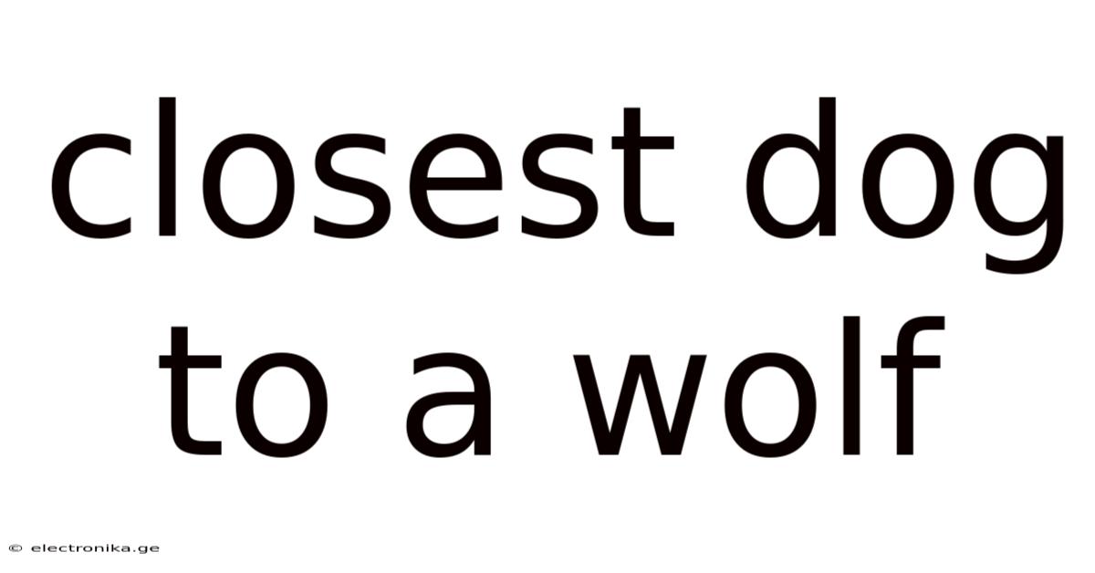 Closest Dog To A Wolf