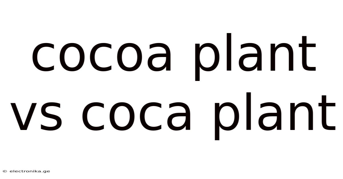 Cocoa Plant Vs Coca Plant