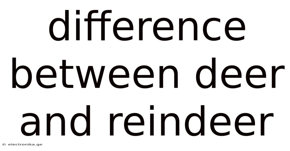 Difference Between Deer And Reindeer