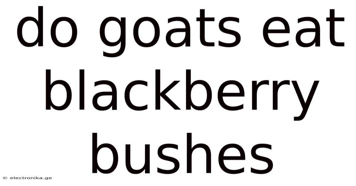Do Goats Eat Blackberry Bushes