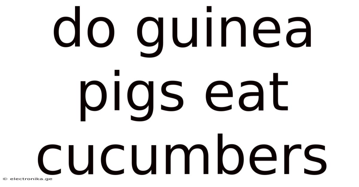 Do Guinea Pigs Eat Cucumbers