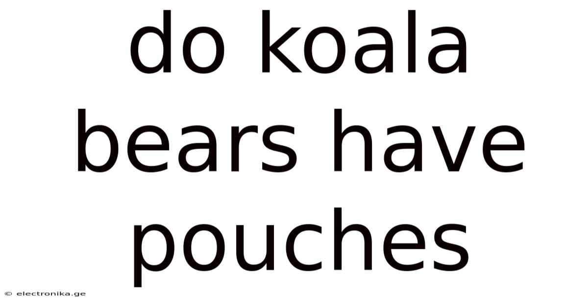 Do Koala Bears Have Pouches