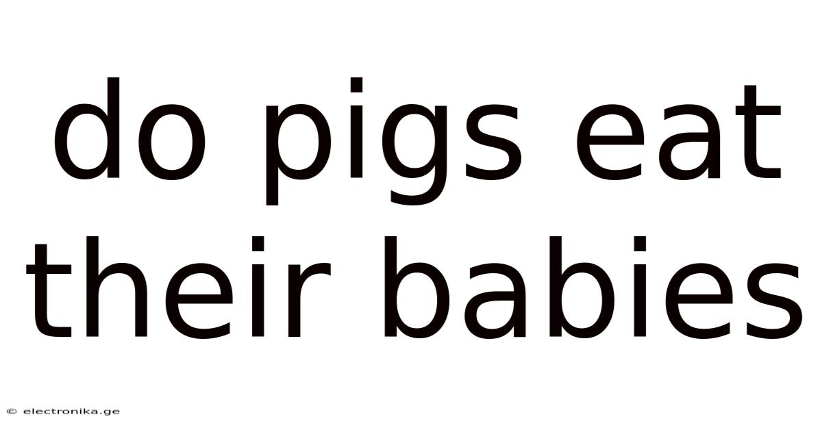 Do Pigs Eat Their Babies