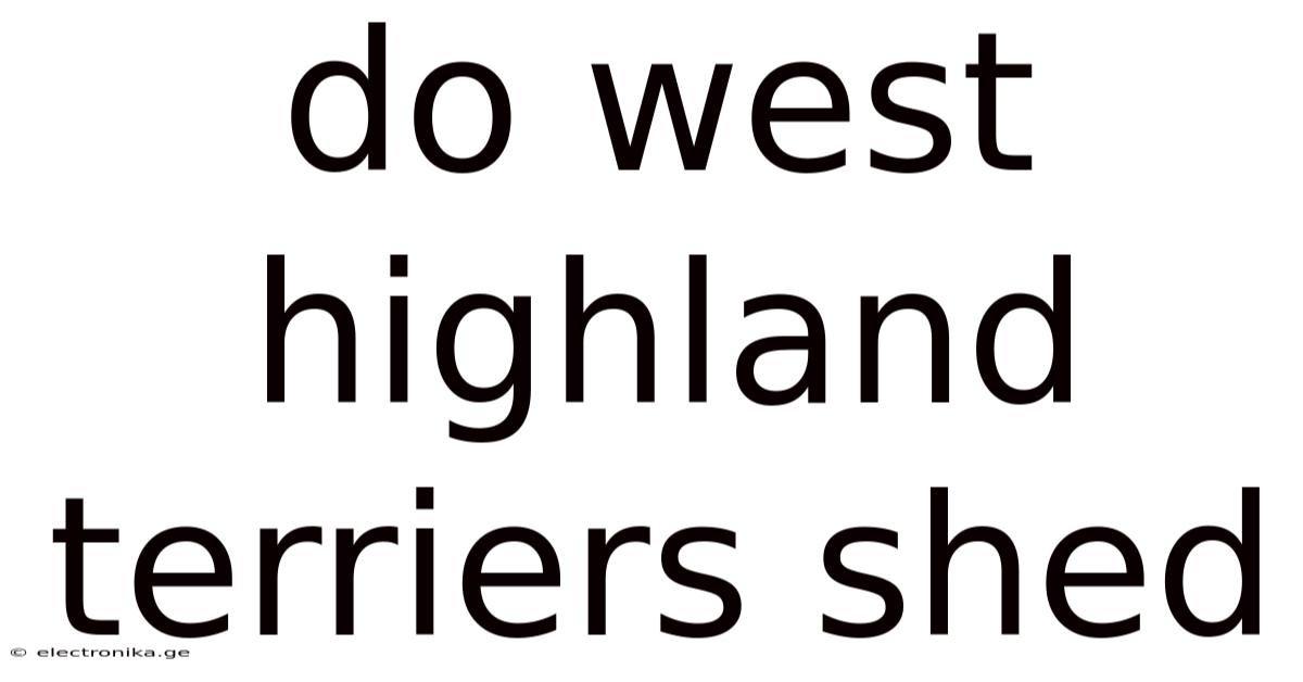 Do West Highland Terriers Shed