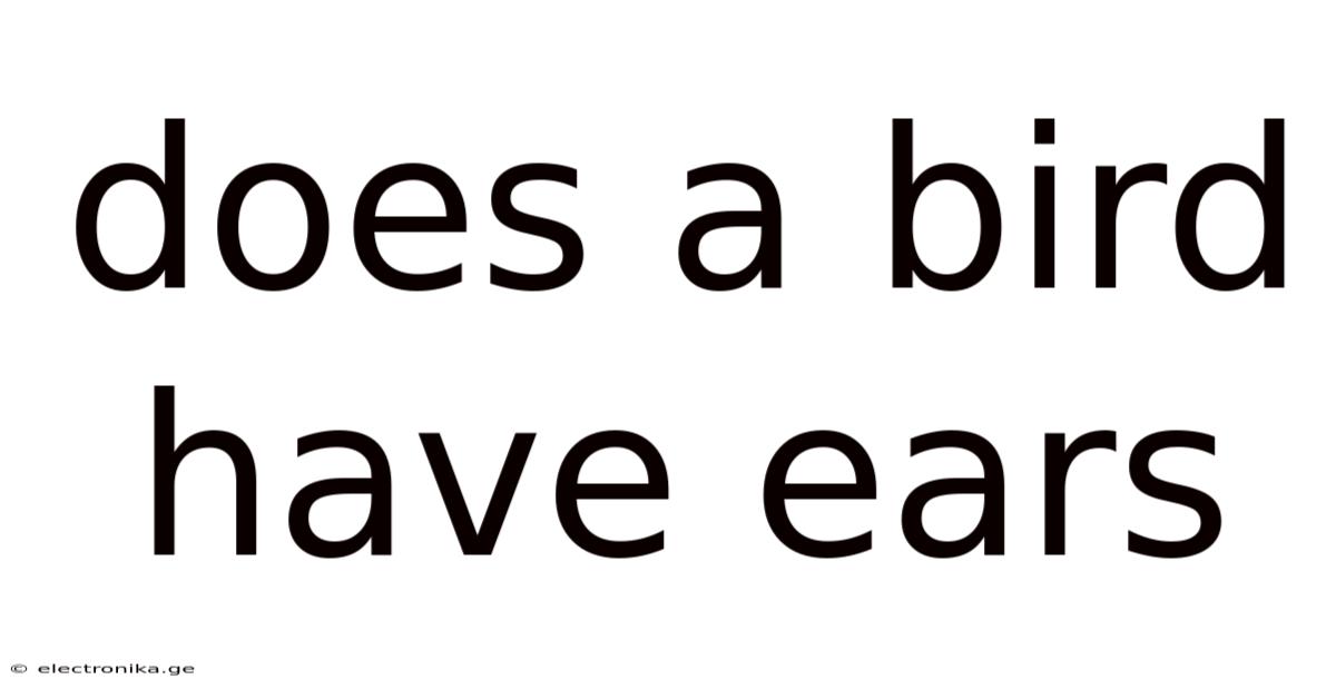 Does A Bird Have Ears
