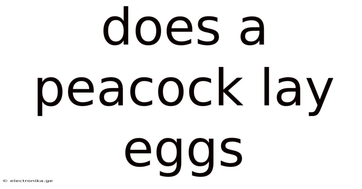 Does A Peacock Lay Eggs