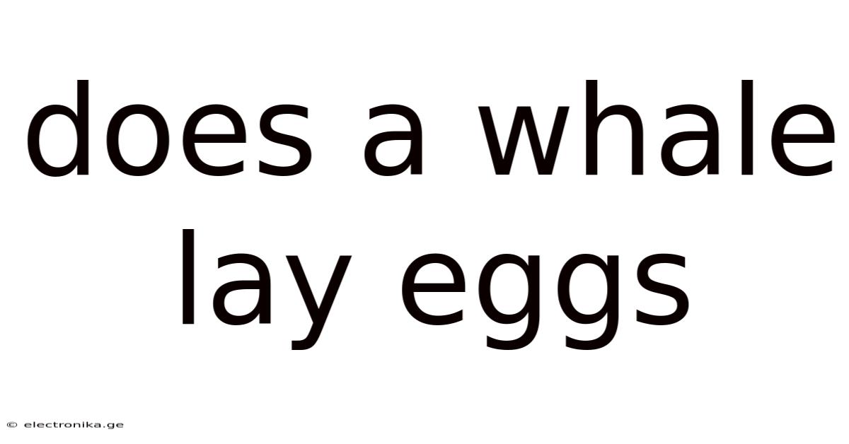 Does A Whale Lay Eggs