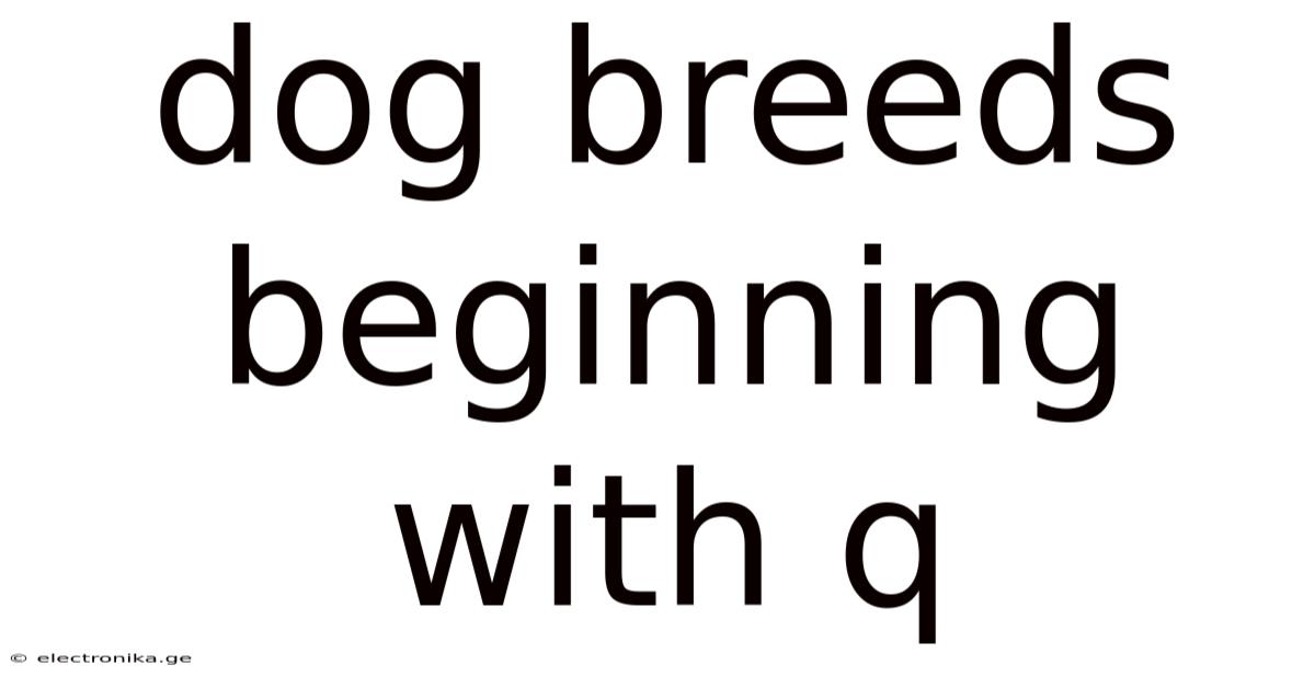 Dog Breeds Beginning With Q