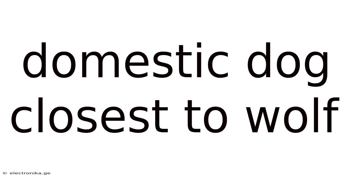 Domestic Dog Closest To Wolf