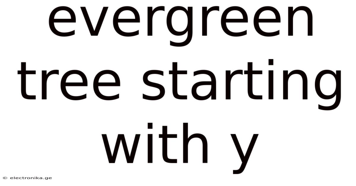 Evergreen Tree Starting With Y
