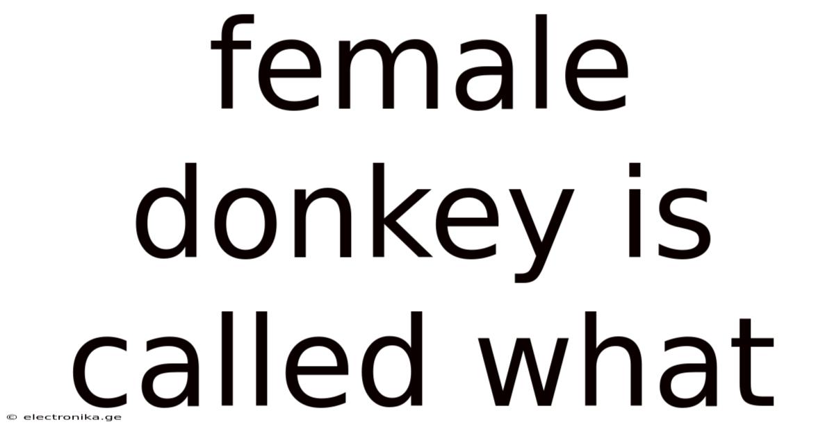 Female Donkey Is Called What