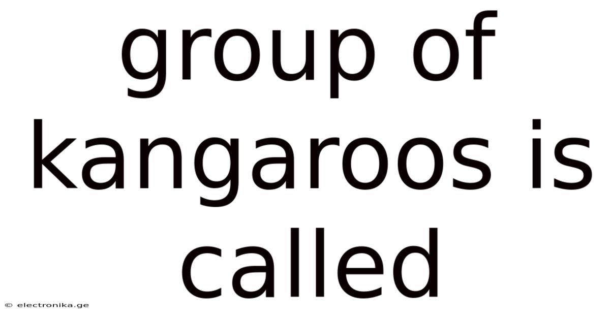 Group Of Kangaroos Is Called
