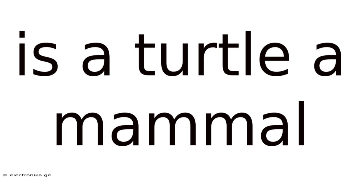 Is A Turtle A Mammal