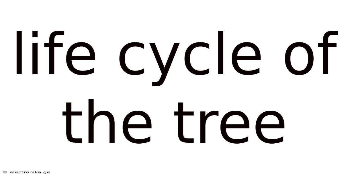 Life Cycle Of The Tree