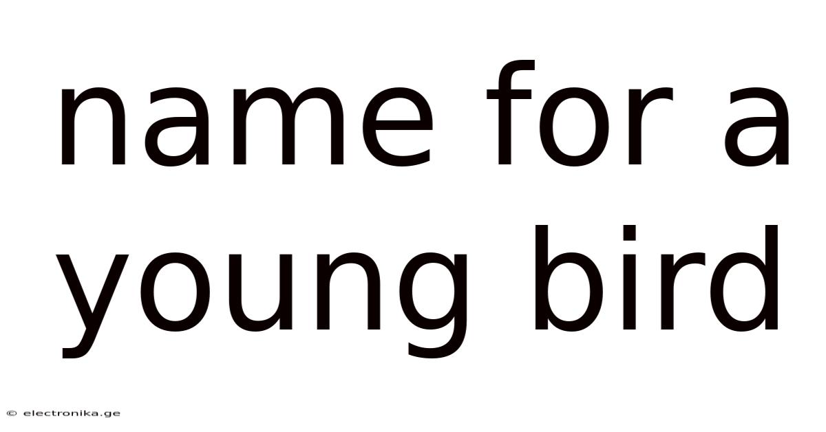 Name For A Young Bird