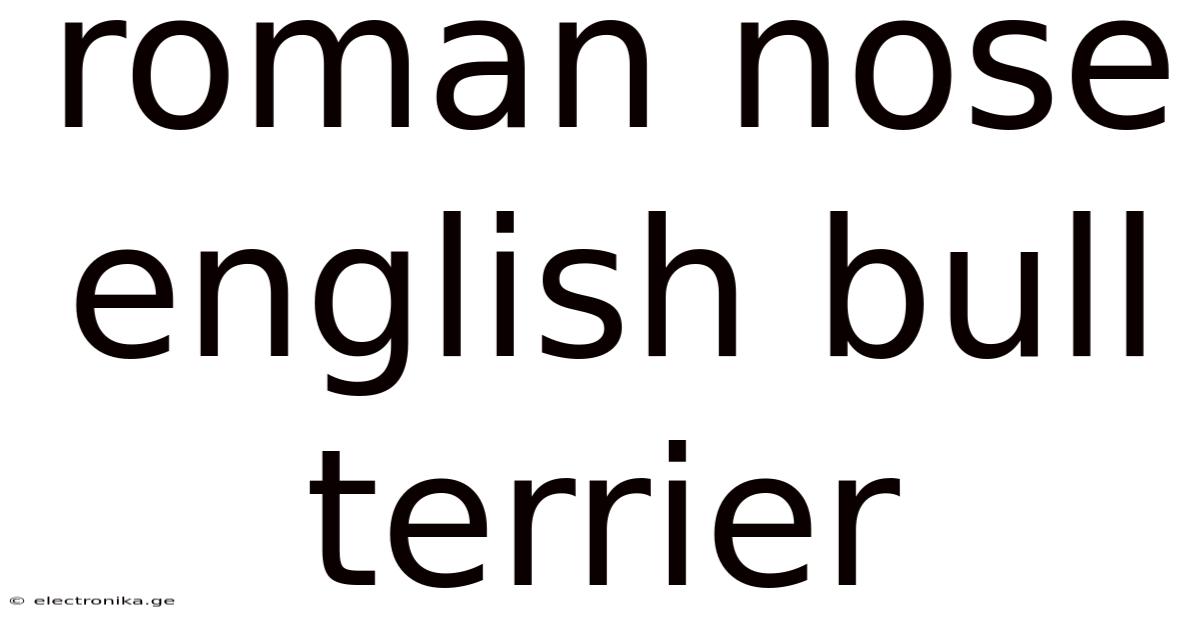 Roman Nose English Bull Terrier