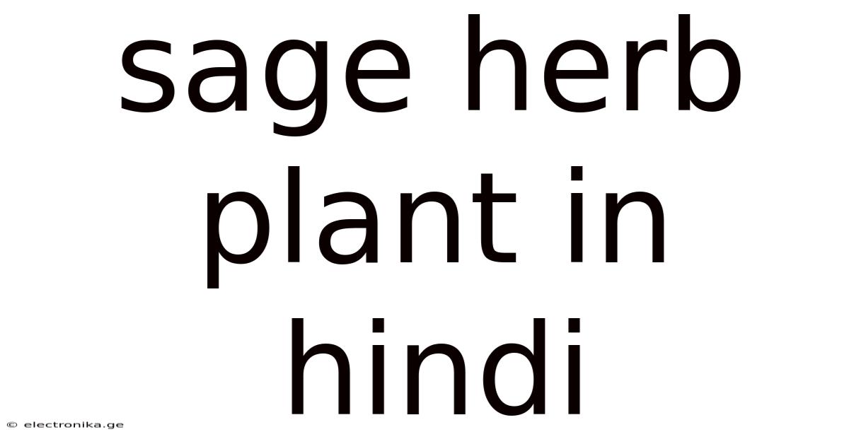Sage Herb Plant In Hindi
