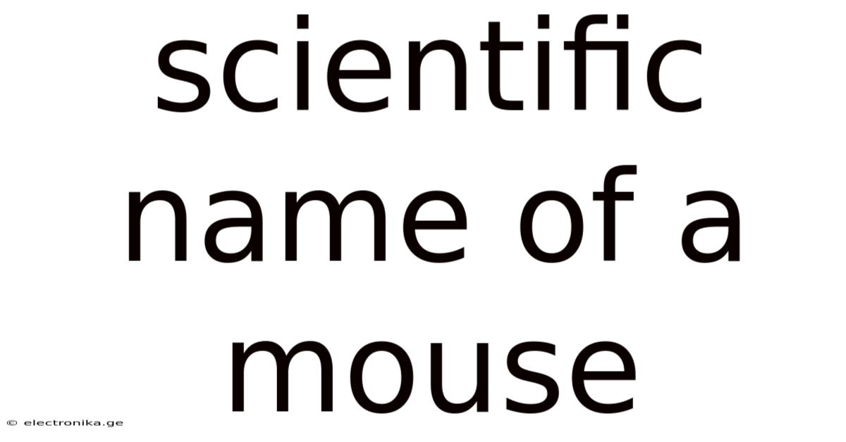 Scientific Name Of A Mouse