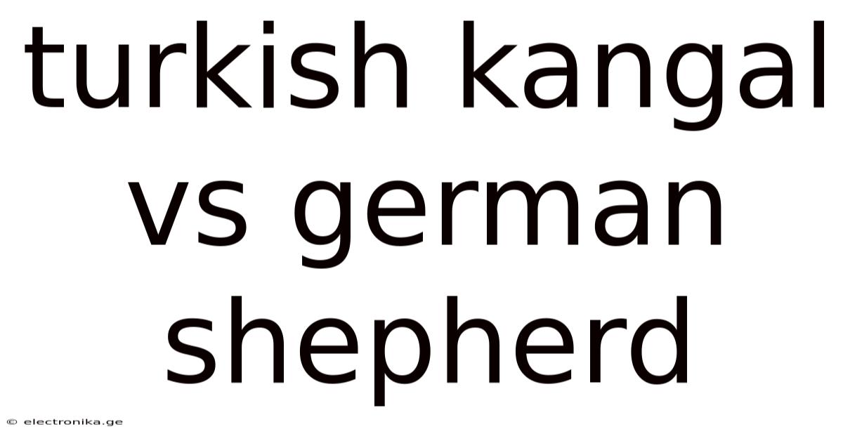 Turkish Kangal Vs German Shepherd