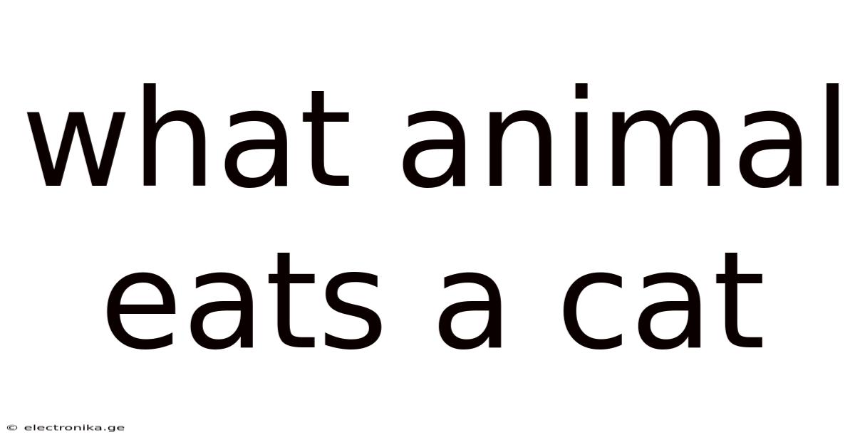 What Animal Eats A Cat