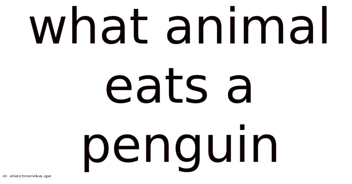 What Animal Eats A Penguin