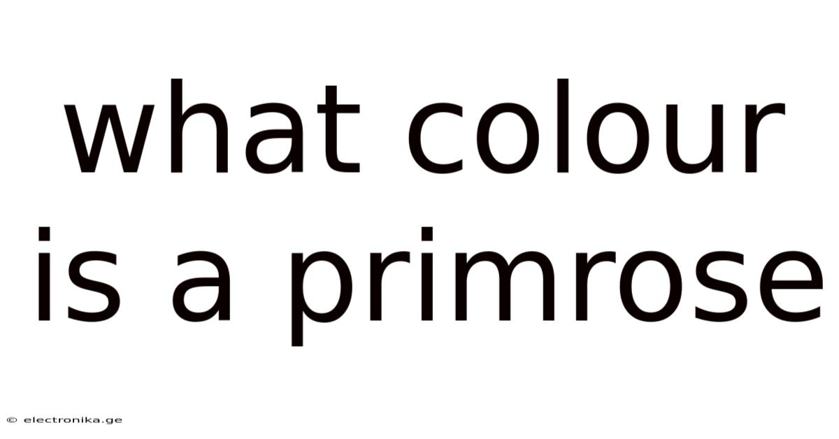 What Colour Is A Primrose