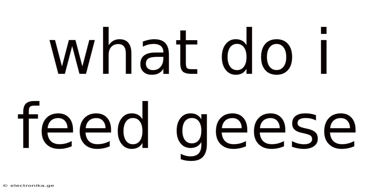 What Do I Feed Geese