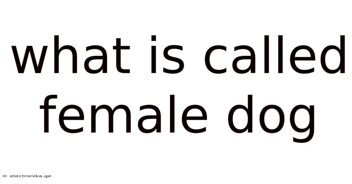 What Is Called Female Dog