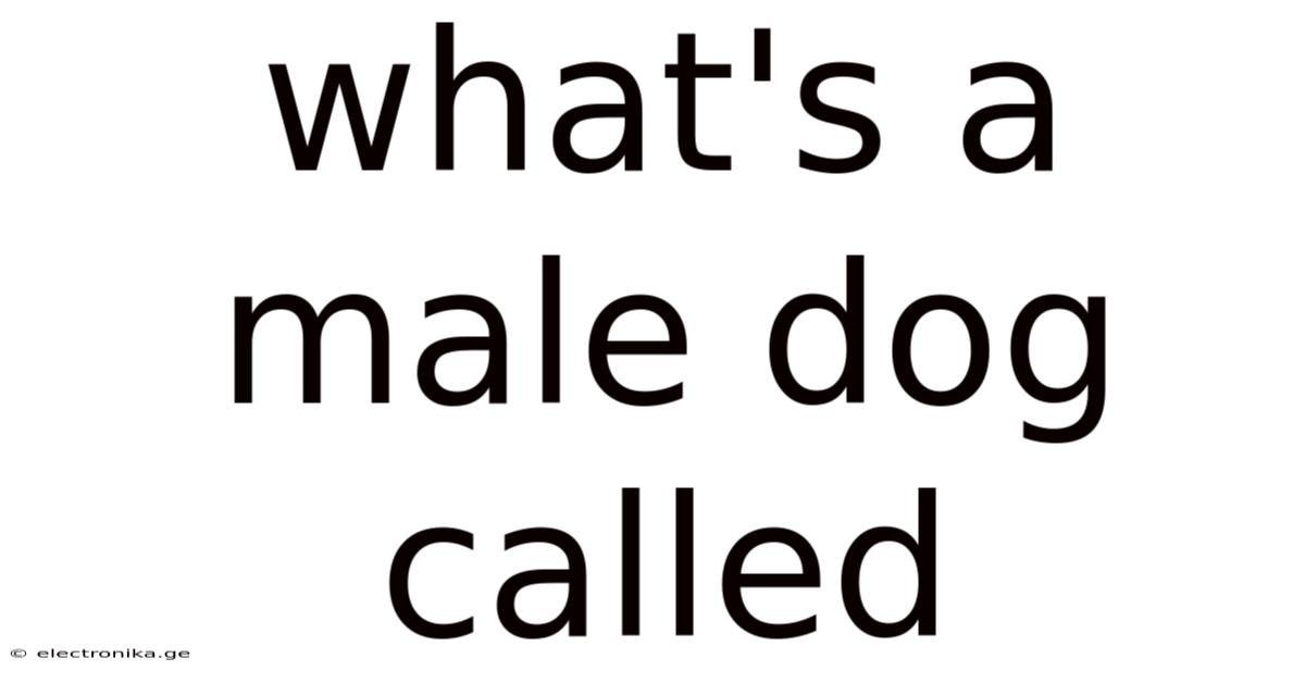 What's A Male Dog Called