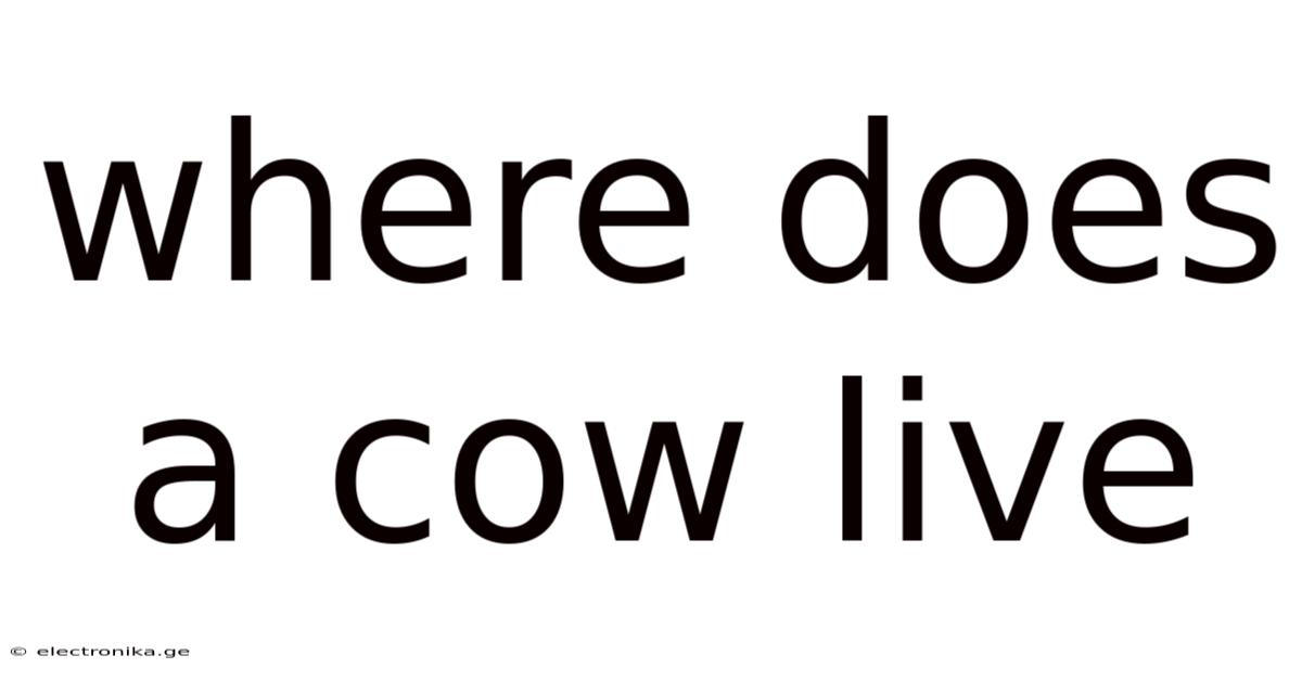 Where Does A Cow Live