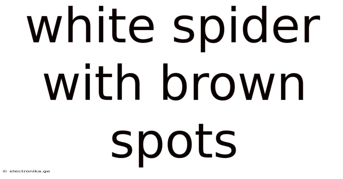 White Spider With Brown Spots
